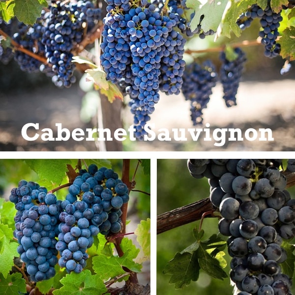 uvas de cabernet sauvignon