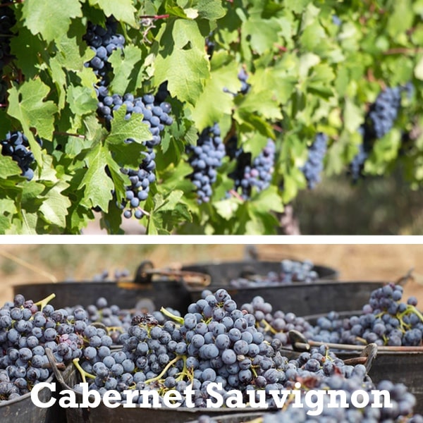 Cepas de Cabernet