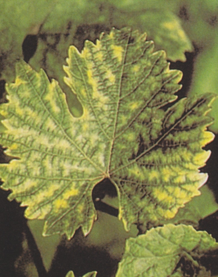 boro en viticultura