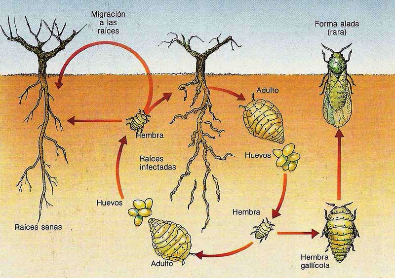imagen con el ciclo de la filoxeran de la vid