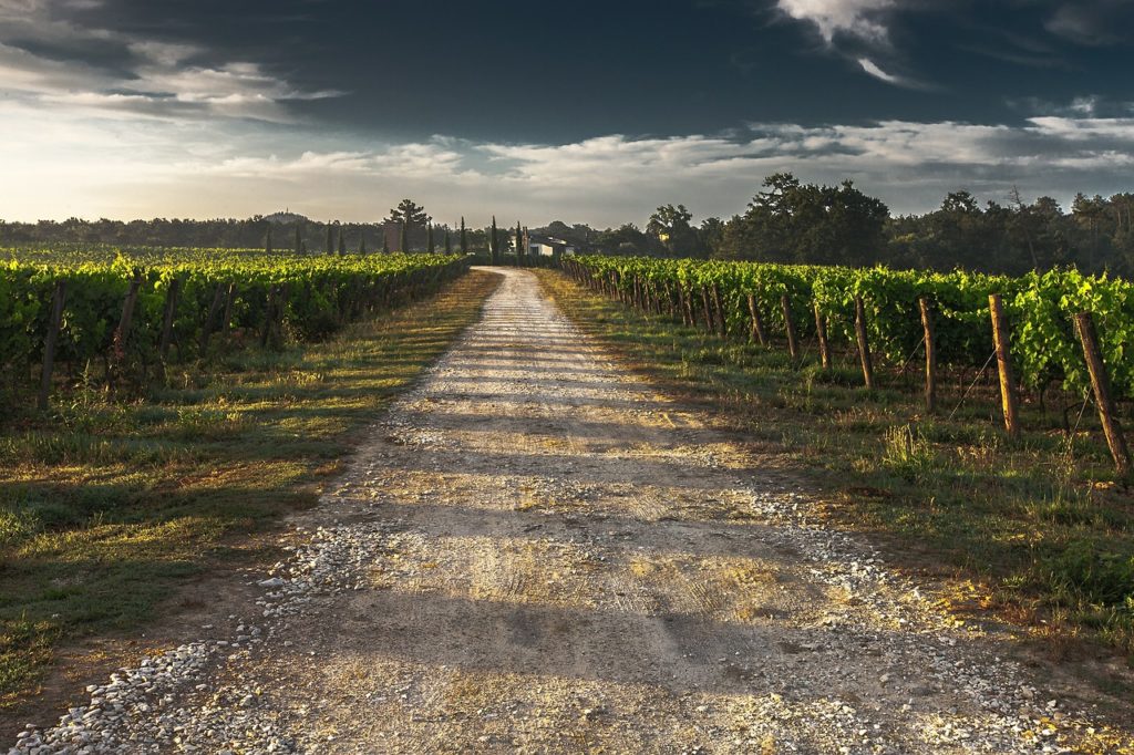 Plantacion de viñedo