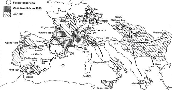 mapa de europa con la evolucion de la filoxera