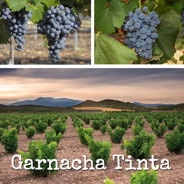 Paisaje de garnacha tinta con uvas y racimos