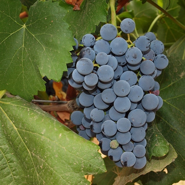 uva garnacha tinta