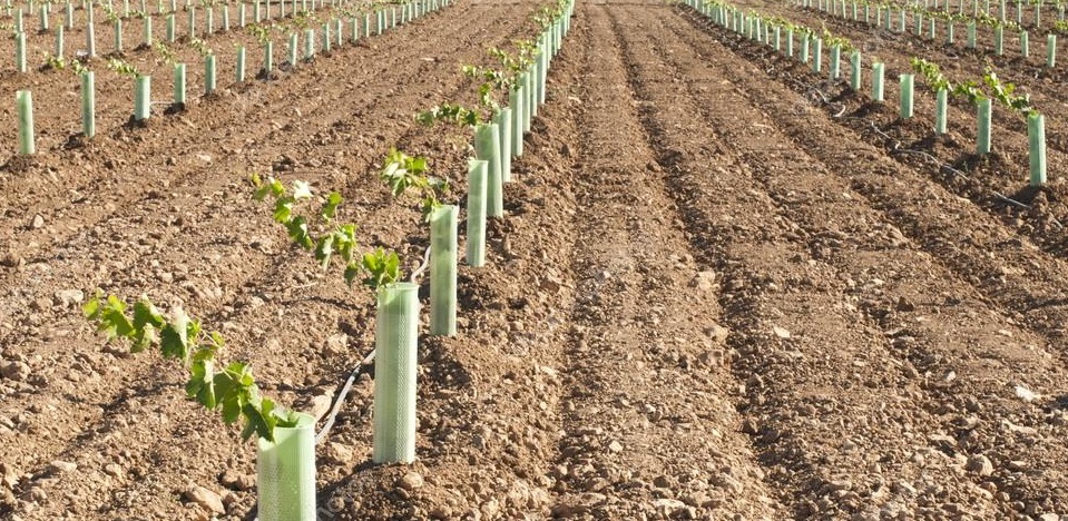 Plantación reciente de Viña.