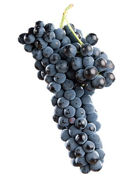 uva Syrah