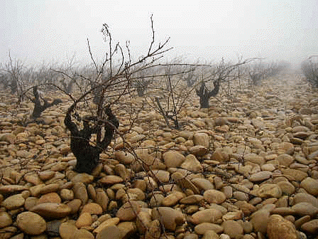 terroir viticultura