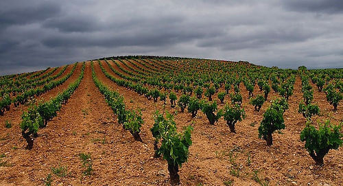 viticultura terroir