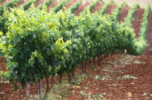 viticultura ecologica