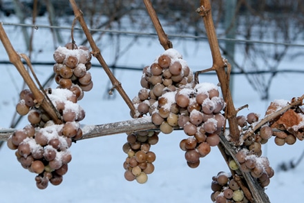 vino de hielo_ice wine_4