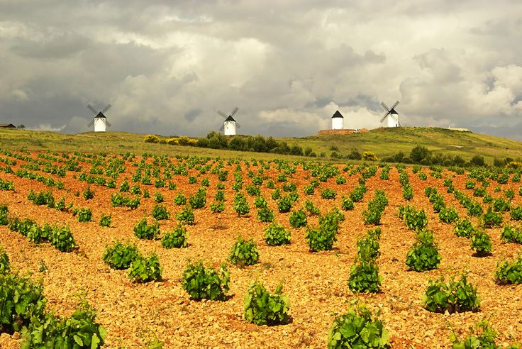 uva airen en vaso en campo de la mancha con molinos