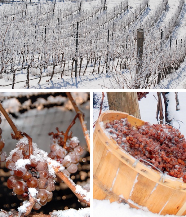 uvas congeladas, viñedo de ice wine