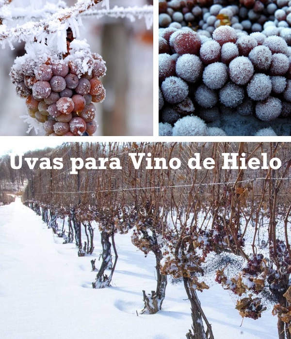 uvas para vino de hielo