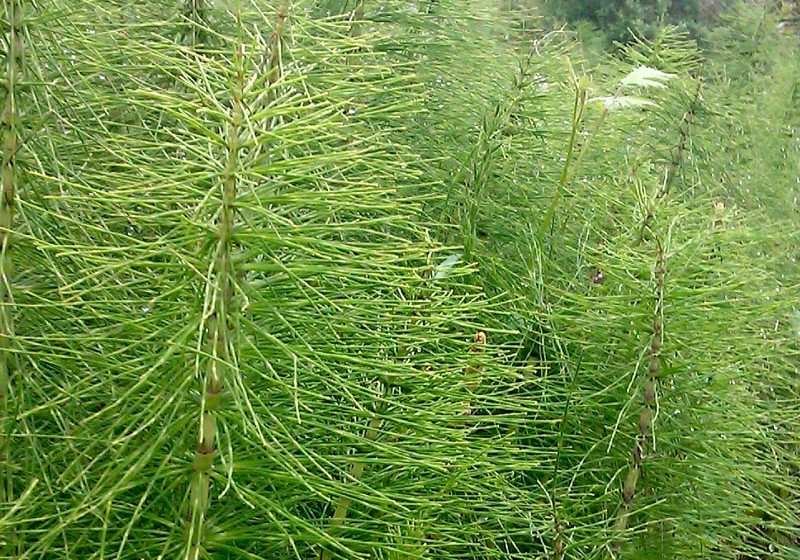 viticulutra biodinamica_preparado 508