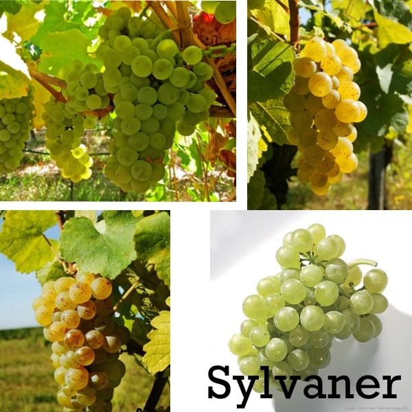 racimos y uvas de sylvaner