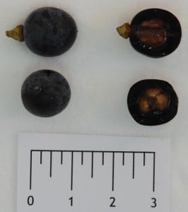 Uva con escasa vocación de mesa por su pequeño tamaño, su color casi negro, el número y el tamaño de las pepitas que ocupan gran parte de la baya.