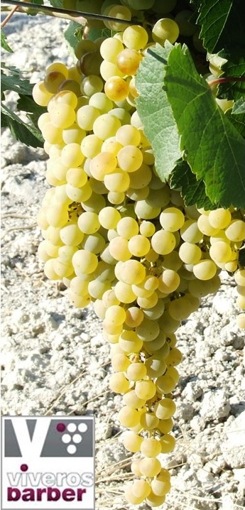 racimo de uvas palomino