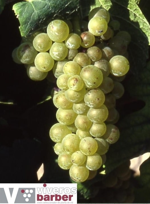 Pinot Blanc Uva