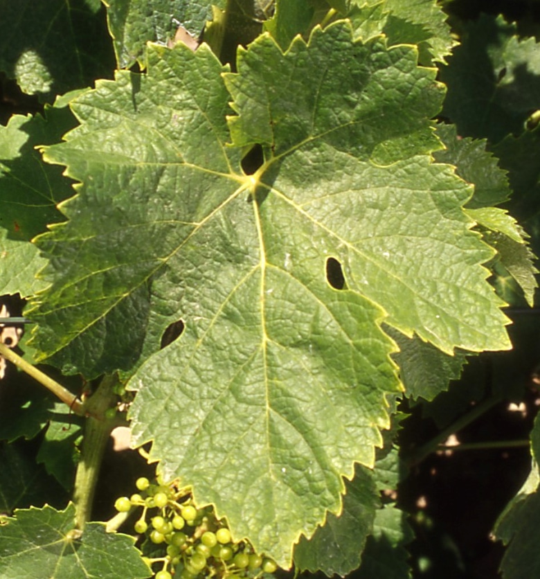 ugni blanc hoja