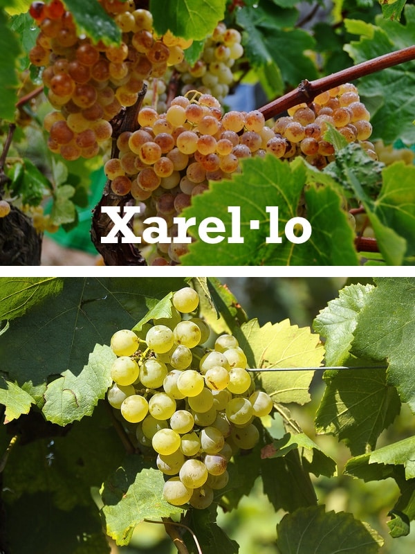 racimos de uvas xarel.lo