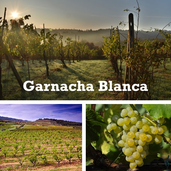 viñedos garnacha blanca