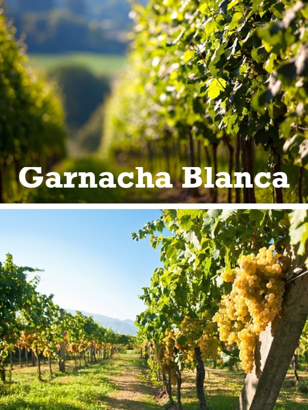 cepas de garnacha blanca