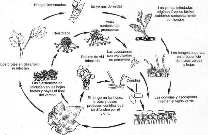 Resultado de imagen para podredumbre de la vid por oidio