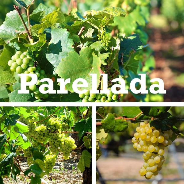 uvas y cepas de la parellada