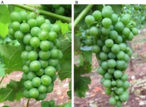 Uso de giberelinas en viticultura. Efecto sobre el Sauvignon Blanc