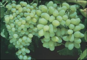 Uso de giberelinas en viticultura