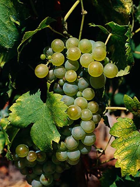 viognier uva