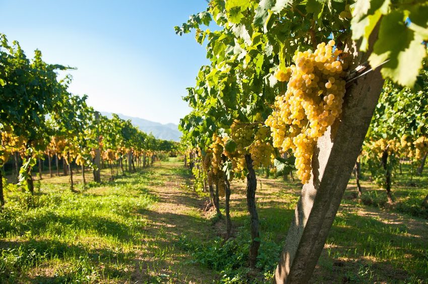 paisaje viñedo uvas mesa ITALIA