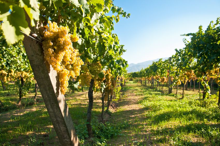viñedos