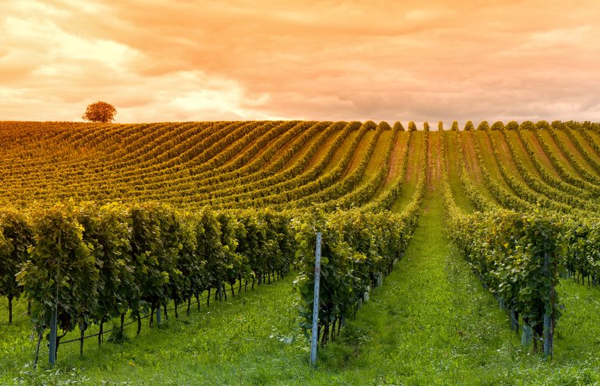 paisaje de viñas con cubierta vegetal