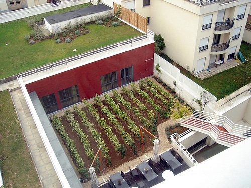 Plantacion viñedo urbano en patio interior