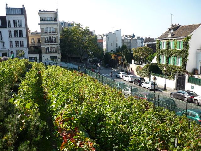 Viñedo en ciudda plantado en ladera