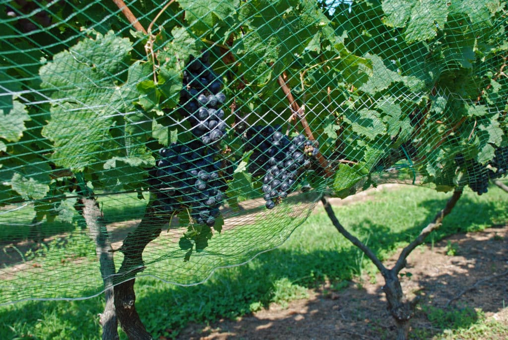 Plantas de vid cubiertas por una red para evitar el ataque de pájaros.