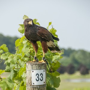 Figura 3. Uso de halcones para el control de pájaros en viticultura.