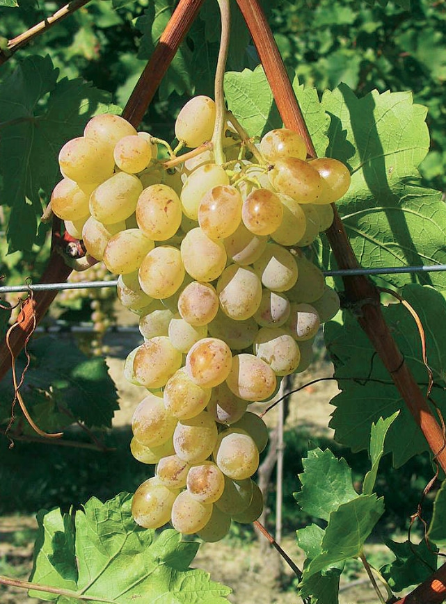 Roseti uvas de mesa
