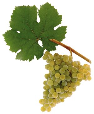 variedad blanca vinos austriacos