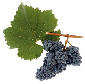 variedad tinta vinos de austria