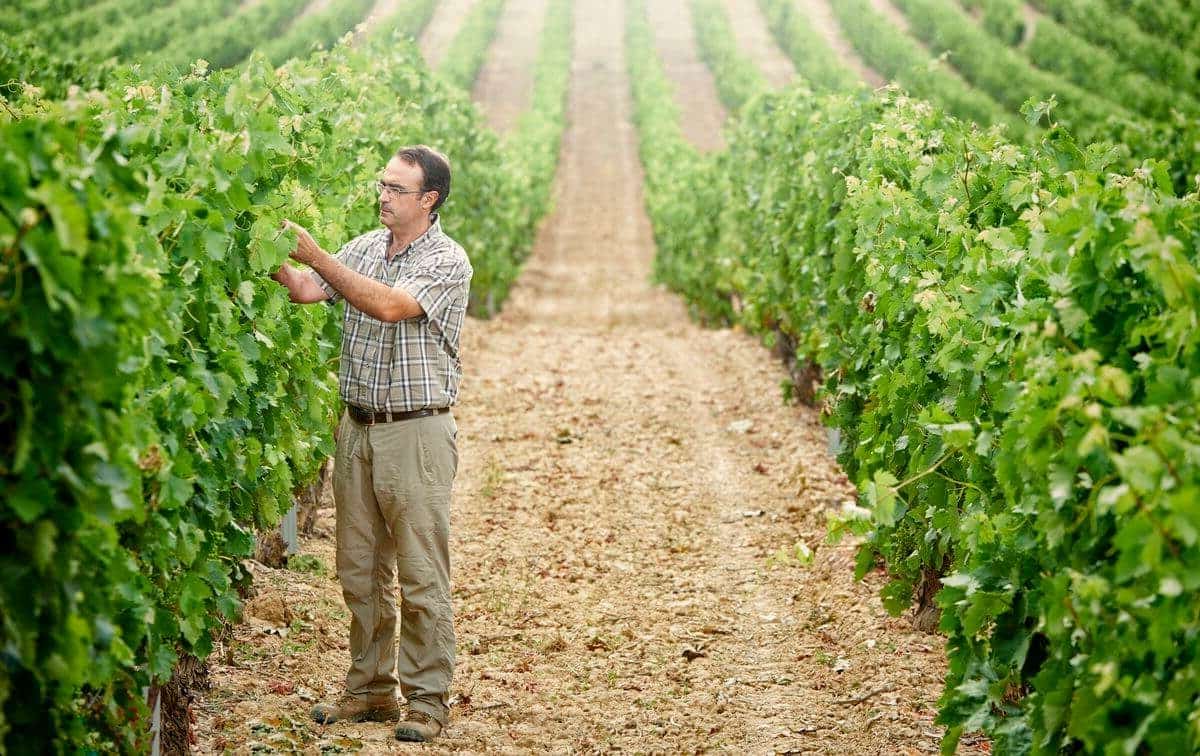 sauvignon blanc