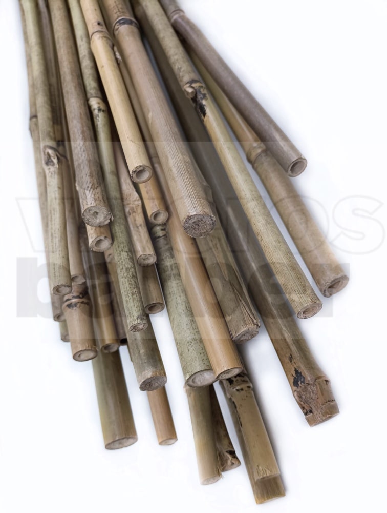 Comprar Tutor de Bambú para Vid