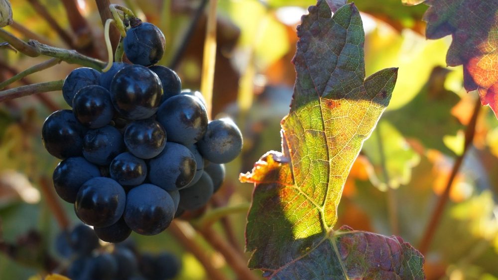 viñedo en noviembre