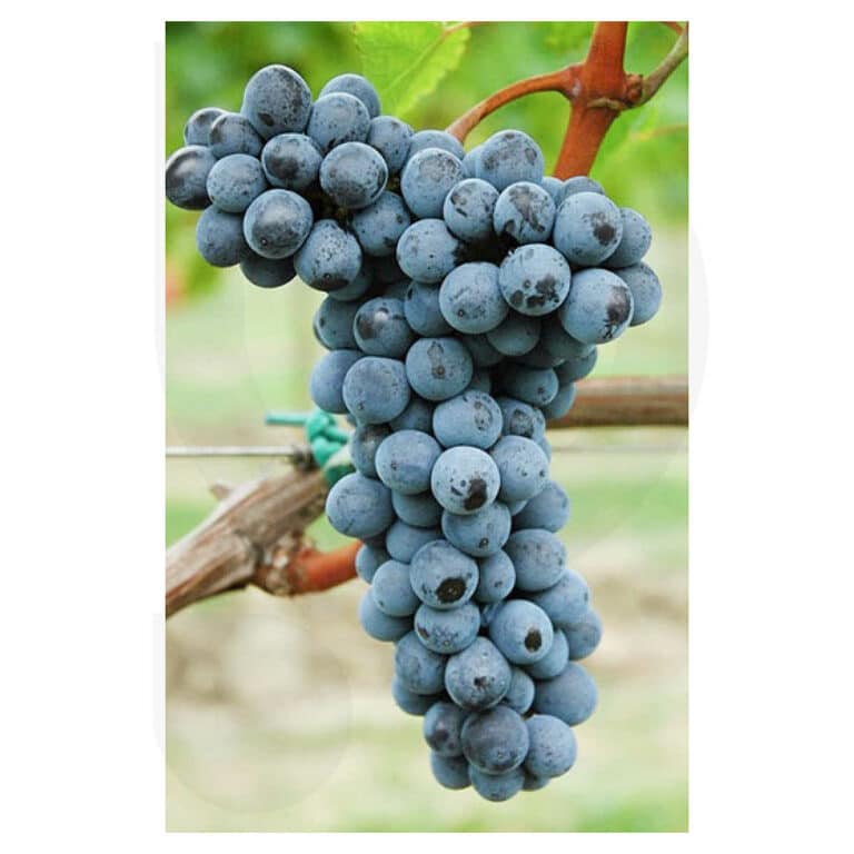 Merlot Kanthus
