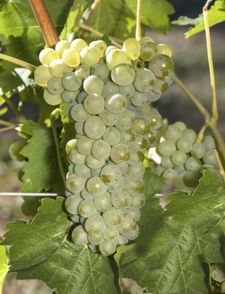 Sauvignon Rytos