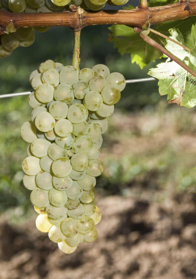 sauvignon nepis
