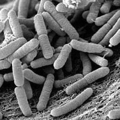 bacteria Xylella fastidiosa