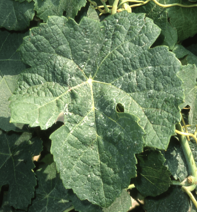 Hoja Variedad Marsanne