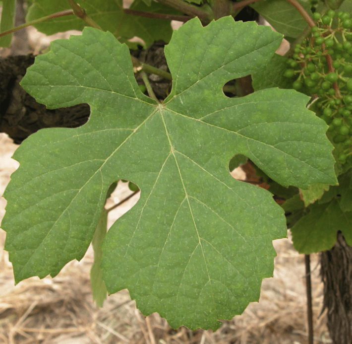 Hoja Touriga Nacional